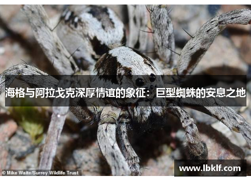 海格与阿拉戈克深厚情谊的象征：巨型蜘蛛的安息之地